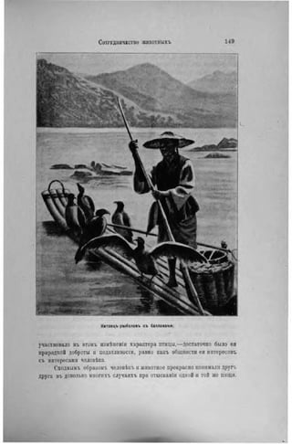 Иитаецъ рыболовъ съ бакланами.
участвовало въ этомъ измѣненіи характера птицы,—достаточно было ея
природной доброты н податливости, равно какъ общности ея интересов?,
съ интересами человѣка.
Сходнымъ образомъ человѣкъ и животное прекрасно понимали другъ
друга въ довольно многихъ случаяхъ при отысканіи одной и той же піпци.
 