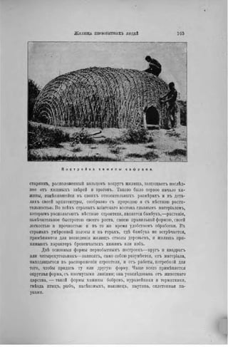 ЛйіЛИІЦЛ ПЕРНОБЫТПЫХЪ ЛЮДЕЙ 1(35
П о с т р о й к а х и ж и н ы к а ф р а м и .
старпикъ, расположенный кольцоыъ вокругъ жилища, защнщаетъ послѣд-
нее отъ хнщныхъ звѣрей и враговъ. Таково было первое начало хи-
жипы, измѣнявпіейся въ своихъ отиосительпыхъ размѣрахъ и въ дета-
ляхъ своей архитектуры, сообразно съ природою и съ мѣстною расти-
тельностью. Во всѣхъ странахъ азіатскаго востока главнымъ матеріаломъ,
которымъ располагаютъ мѣстные строители, является бамбукъ,—растеніе,
замѣчательное быстротою своего роста, своею правильной формою, своей
легкостью и прочностью н въ то же время удобствомъ обработки. Въ
странахі. умѣренной полосы и на горахъ, тдѣ бамбука не встрѣчается,
примѣняются для возведенія жилищъ стволы деревьевъ, и жилища при-
нимают. характеръ бревенчатыхъ хижннъ или избъ.
Двѣ осповныя формы первобытныхъ построекъ—кругъ и квадратъ
или четырехугольннкъ—зависят., само собою разумѣется, отъ матеріала,
находящаяся въ распорпженіи строителя, и отъ работы, потребной для
того, чтобы придать ту или другую форму. Чаще всего примѣняется
округлая форма, съ изогнутыми линіями; она уиаслѣдована отъ жпвотпаго
царства, — такой формы хижины бобровъ, муравейники и термитники,
гнѣзда птицъ, рыбъ, насѣкомыхъ, наконецъ, паутипа, сплетенная па-
уками.
 