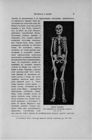 НЕГРИТОСЫ И ПИГМЕИ 9
.Іюсопа, къ андаматіцамъ и къ карликовымъ племенамъ, разсѣяпнымъ
по континенту Африки? Сами не-
гры видятъ въ племенахъ акка, ба-
бинга и ба-бонго существа другого
порядка, a всѣ бѣлые считаютъ
ихъ за нѣчто въ родѣ обезьянъ,
имѣгощихъ человѣческій обликъ.
Различный племена хнрѣютъ п
исчезаютъ, быть можетъ. именно
вслѣдствіе отсутствія скрещнва-
нія,—такова была, напр., судьба
карликоваго племени на берегахъ
Санга. НЕ подлежитъ, однако,
сомнѣнію, что между другими кар-
ликовыми и нормально сложен-
ными африканскими племенами
происходить постоянное смѣшеніе.
Дональдсонъ Смисъ разсказываетъ,
напр., что карликовое племя, за-
нимавшее въ недавнія времена
область на сѣверъ отъ озера Сте-
фаніи и озера Рудольфа, утратило
свой оригинальный типъ вслѣд-
ствіе браковъ съ племенами вы-
сокаго роста, и теперь это племя
«дюмовъ» является лишь остат-
комъ прежней расы і). Точно
также карлики «сыны травы» —
племя ва-тва, обитающее въ об-
ласти озера Киву,— презирается
нѣкоторымн. сосѣдними племе-
нами, напр., неграми уа-уту, но
другія племена, напр., негры уа-
туссн, считаютъ ихъ своими «боль-
шими друзьями» и вступаюгь съ
пнми въ браки. Женщины кар-
ликовыхъ племенъ Уганды счи-
таютъ себя, какъ разсказываетъ
Джонстонъ, счастливыми, если
• C ' A
В • л
* ^дрл ц^уг 1
S a
Иг / к ѵ Я
Скі>летъ человека.
Для сравпонія со скелѳтомъ гориллы.
(См. стр. 8J.
пмъ удастся выйти замужъ за великорослыхъ негровъ другого племени.
1) Donaldson Smilh. «Through unknown ACrican countries», pp. 274—275.
 