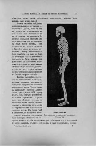 РЛЗВИТІЕ ЧЕЛОВЕКА ВЪ ВОРЬБѢ СЪ МІРОМЪ ЖИВОТНЫХЪ 17
обладаютъ также своей собственной цивилизацией, которая, быть
можетъ, даже лучше нашей!
Еслнбъ человѣкъ слѣдовалъ
исключительно нрнмѣру свонхъ че-
твероногихъ друзей, если бы онъ
въ борьбѣ за существованіе не
пользовался ихъ помощью и, съ
другой стороны, не ухитрялся бы
избѣгать нападенія опасныхъ для
пего животныхъ или не одержалъ
бы надъ ними побѣды, — онъ
остался бы въ дикомъ состоянін
н былъ бы лишь двуногнмъ жн-
вотнымъ между четвероногими.
Безъ сомнѣнія, для него не былъ
бы возможешь никакой дальнѣйшій
прогрессъ, и, быть можетъ, онъ
даже погибъ бы совершенно. Впро-
чемъ, мы имѣемъ не мало такихъ
мѣстностей, гдѣ человѣкъ, дѣйствн-
тельно, не смогъ устоять противъ
своихъ четвероногнхъ соперниковъ
въ борьбѣ за существованіе.
Таковы, напримѣръ, мѣстно-
сти въ окрестностяхъ Сингапура,
которыя остались пустынными,
вслѣдствіе непріятныхъ визитовъ
королевскаго тигра. Точно также
въ различныхъ частяхъ Африки
слоны, прок.іадывая себѣ дорогу
черезъ лѣсъ, перѣдко разсѣнвали
пугливыхъ туземцевъ, уступав-
шихъ нмъ мѣстность; правда, въ
настоящее время скорѣе слонамъ
угрожаегь опасность истребленін
со стороны бѣлыхъ охотниковъ за
слоновою костьюі Въ Коста-Рикѣ
и Гвагемалѣ, на побережьѣ Тнха-
го океана, человѣкъ принужденъ
былъ покинуть мѣстностн, въ ко- і С м 'с т р "1 6 ) '
торыхъ водятся летучія мыши—вамшіры: обитатели этихъ мѣстностей
не могли защитить отъннхъ свой скотъ, и сами подвергались постоян-
ЧеловЪкъ и Земля, т. I. 2
Скелетъ человѣха.
Для сравиеніа со скелетояъ шимпанзе.
 