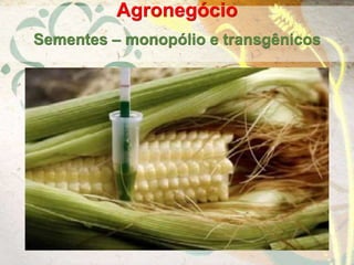 Agronegócio
Sementes – monopólio e transgênicos
 