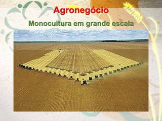 Agronegócio
Monocultura em grande escala
 