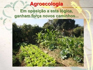 Em oposição a esta lógica,
ganham força novos caminhos...
Agroecologia
 