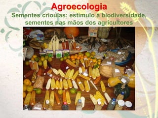 Agroecologia
Sementes crioulas: estímulo à biodiversidade,
sementes nas mãos dos agricultores
 