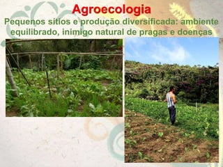 Agroecologia
Pequenos sítios e produção diversificada: ambiente
equilibrado, inimigo natural de pragas e doenças
 