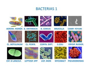 BACTERIAS 1
AEROM. HIDRÓF. B. ANTHRACIS B. CEREUS BRUCELLA CAMP. YEYUNI
CL. BOTULINUM CL. PERFR. CORYN. DIPT. E.COLI ERYSI...