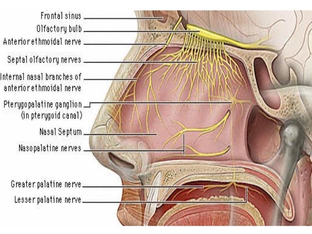 olfactory-nerve-5-638.jpg