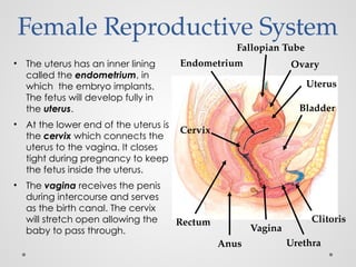 Comprehensive Overview of Human Reproduction, Fertilization, and Birth ...