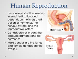 Comprehensive Overview of Human Reproduction, Fertilization, and Birth ...