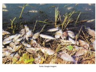 Fonte. Google imagem.
 