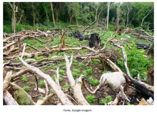 Fonte. Google imagem.
 