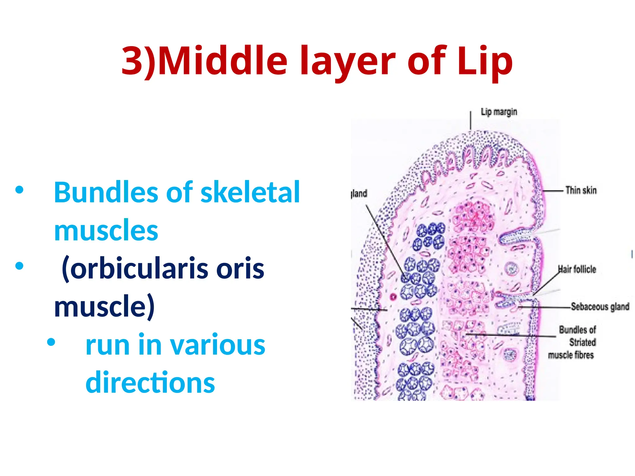 the-histological-structure-of-the-oral-cavity-pptx