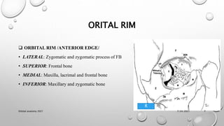 Zygomatic Rim 1 orbital anatomy | PPTX