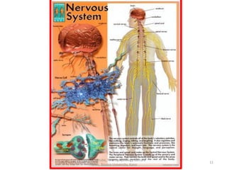 1_ Organisation of the Nervous System-1.pdf