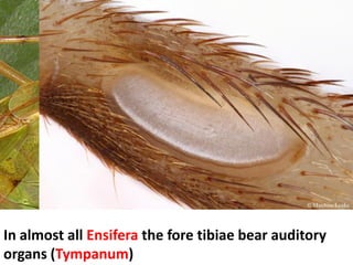 In almost all Ensifera the fore tibiae bear auditory
organs (Tympanum)
 