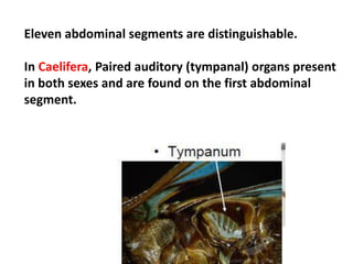 Eleven abdominal segments are distinguishable.
In Caelifera, Paired auditory (tympanal) organs present
in both sexes and are found on the first abdominal
segment.
 