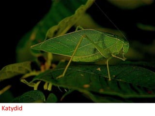 1 Orthoptera.pdf