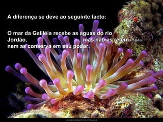 UNIVERSIDADE DA CRIANÇA
A diferença se deve ao seguinte facto:A diferença se deve ao seguinte facto:
O mar da Galiléia recebe as águas do rioO mar da Galiléia recebe as águas do rio
Jordão, mas não as retémJordão, mas não as retém
nem as conserva em seu poder.nem as conserva em seu poder.
 