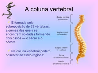 A coluna vertebral
 É formada pela
sobreposição de 33 vértebras,
algumas das quais se
encontram soldadas formando
dois ossos — o sacro e o
cóccix.
 Na coluna vertebral podem
observar-se cinco regiões:
Região cervical
(7 vértebras)
Região dorsal
(12 vértebras)
Região lombar
(5 vértebras)
Sacro
(5 vértebras soldadas)
Cóccix
(4 vértebras soldadas)
 