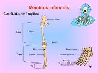 Membros inferiores
Constituidos por 4 regiões:
Ilíaco
FémurCoxa
Tíbia
PerónioPerna
Pé
Rótula
Pé
Metatarso (5 ossos)
Tarso (7 ossos)
Falanges
(2 ossos no dedo grande
e 3 nos outros dedos)
 