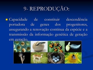  Capacidade de constituir descendência
portadora de genes dos progenitores,
assegurando a renovação contínua da espécie e a
transmissão da informação genética de geração
em geração.
9- REPRODUÇÃO:
 