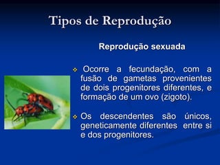 Tipos de Reprodução
Reprodução sexuada
 Ocorre a fecundação, com a
fusão de gametas provenientes
de dois progenitores diferentes, e
formação de um ovo (zigoto).
 Os descendentes são únicos,
geneticamente diferentes entre si
e dos progenitores.
 