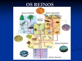 OS REINOS
 