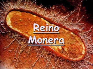 Reino
Monera
 