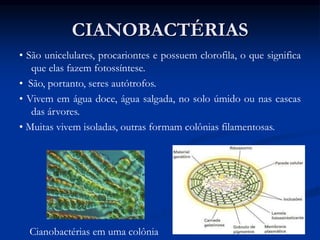 CIANOBACTÉRIAS
• São unicelulares, procariontes e possuem clorofila, o que significa
que elas fazem fotossíntese.
• São, portanto, seres autótrofos.
• Vivem em água doce, água salgada, no solo úmido ou nas cascas
das árvores.
• Muitas vivem isoladas, outras formam colônias filamentosas.
Cianobactérias em uma colônia
 