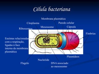 Célula bacteriana
Fímbrias
Cápsula
Parede celular
Plasmídeos
DNA associado
ao mesossomo
Nucleóide
Flagelo
Enzimas relacionadas
com a respiração,
ligadas à face
interna da membrana
plasmática
Mesossomo
Citoplasma
Ribossomos
Membrana plasmática
 