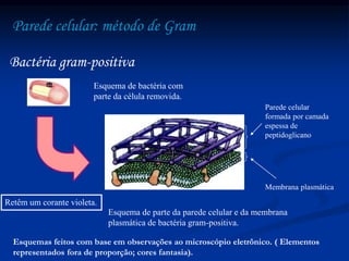 Parede celular: método de Gram
Bactéria gram-positiva
Esquema de bactéria com
parte da célula removida.
Membrana plasmática
Parede celular
formada por camada
espessa de
peptidoglicano
Esquema de parte da parede celular e da membrana
plasmática de bactéria gram-positiva.
Esquemas feitos com base em observações ao microscópio eletrônico. ( Elementos
representados fora de proporção; cores fantasia).
Retêm um corante violeta.
 