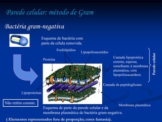 Parede celular: método de Gram
Esquema de bactéria com
parte da célula removida.
Bactéria gram-negativa
Esquema de parte da parede celular e da
membrana plasmática de bactéria gram-negativa.
Membrana plasmática
Camada de peptidoglicano
Lipopolissacarídeo
Fosfolipídios
Proteína
Lipoproteínas
Camada lipoprotéica
externa, espessa,
semelhante à membrana
plasmática, com
lipopolissacarídeos
Parede
celular
( Elementos representados fora de proporção; cores fantasia).
Não retêm corante.
 