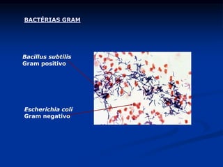 Bacillus subtilis
Gram positivo
Escherichia coli
Gram negativo
BACTÉRIAS GRAM
 