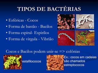 estafilococos
TIPOS DE BACTÉRIAS
• Esféricas - Cocos
• Forma de bastão - Bacilos
• Forma espiral- Espirilos
• Forma de virgula - Vibrião
Cocos e Bacilos podem unir-se => colônias
Ex.: cocos em cadeias
são chamados
estreptococos
 
