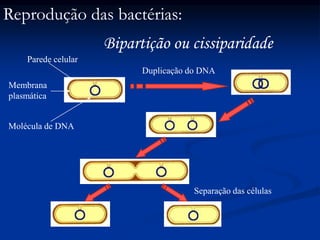 Bipartição ou cissiparidade
Duplicação do DNA
Separação das células
Parede celular
Membrana
plasmática
Molécula de DNA
Reprodução das bactérias:
 