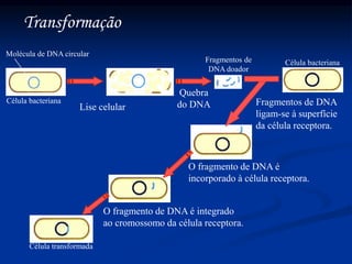 Transformação
Célula bacteriana
Lise celular
Quebra
do DNA
Fragmentos de
DNA doador
Célula bacteriana
Fragmentos de DNA
ligam-se à superfície
da célula receptora.
O fragmento de DNA é
incorporado à célula receptora.
O fragmento de DNA é integrado
ao cromossomo da célula receptora.
Célula transformada
Molécula de DNA circular
 