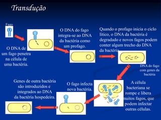 Transdução
Fago
O DNA de
um fago penetra
na célula de
uma bactéria.
O DNA do fago
integra-se ao DNA
da bactéria como
um profago.
Quando o profago inicia o ciclo
lítico, o DNA da bactéria é
degradado e novos fagos podem
conter algum trecho do DNA
da bactéria.
A célula
bacteriana se
rompe e libera
muitos fagos, que
podem infectar
outras células.
O fago infecta
nova bactéria.
Genes de outra bactéria
são introduzidos e
integrados ao DNA
da bactéria hospedeira.
DNA do fago
com genes da
bactéria
 