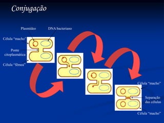 Conjugação
Plasmídeo DNA bacteriano
Ponte
citoplasmática
Célula “fêmea”
Célula “macho”
Separação
das células
Célula “macho”
Célula “macho”
 