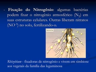 - Fixação do Nitrogênio: algumas bactérias
podem fixar o nitrogênio atmosférico (N2) em
suas estruturas celulares. Outras liberam nitratos
(NO-3) no solo, fertilizando-o.
Rhizobium - fixadoras de nitrogênio e vivem em simbiose
aos vegetais da família das leguminosa
 