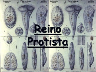 Reino
Protista
 