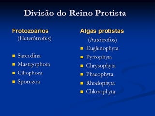 Divisão do Reino Protista
Algas protistas
(Autótrofos)
 Euglenophyta
 Pyrrophyta
 Chrysophyta
 Phaeophyta
 Rhodophyta
 Chlorophyta
Protozoários
(Heterótrofos)
 Sarcodina
 Mastigophora
 Ciliophora
 Sporozoa
 