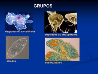 rizópodes ou sarcodíneos
GRUPOS
ciliados
flagelados ou mastigóforos
esporozoários
 