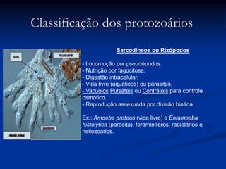 Classificação dos protozoários
Sarcodíneos ou Rizópodos
- Locomoção por pseudópodos.
- Nutrição por fagocitose.
- Digestão intracelular.
- Vida livre (aquáticos) ou parasitas.
- Vacúolos Pulsáteis ou Contráteis para controle
osmótico.
- Reprodução assexuada por divisão binária.
Ex.: Amoeba proteus (vida livre) e Entamoeba
histolytica (parasita), foraminíferos, radiolários e
heliozoários.
 