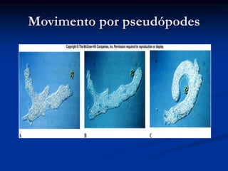 Movimento por pseudópodes
 