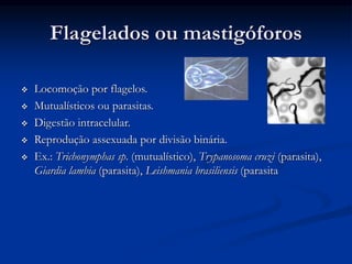 Flagelados ou mastigóforos
 Locomoção por flagelos.
 Mutualísticos ou parasitas.
 Digestão intracelular.
 Reprodução assexuada por divisão binária.
 Ex.: Trichonymphas sp. (mutualístico), Trypanosoma cruzi (parasita),
Giardia lambia (parasita), Leishmania brasiliensis (parasita
 