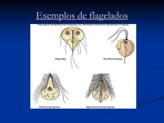 Exemplos de flagelados
 