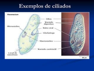 Exemplos de ciliados
 