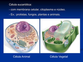 Célula eucariótica:
- com membrana celular, citoplasma e núcleo.
- Ex.: protistas, fungos, plantas e animais.
Célula Animal Célula Vegetal
 