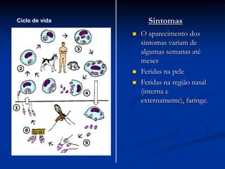 Sintomas
Ciclo de vida
 O aparecimento dos
sintomas variam de
algumas semanas até
meses
 Feridas na pele
 Feridas na região nasal
(interna e
externamente), faringe.
 