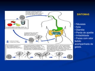 SINTOMAS
• Náuseas
• Azia
• Diarréia
• Perda de apetite
• Irritabilidade
• Fezes com odor
fedido
acompanhada de
gases.
 